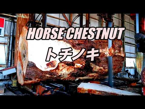 Horse Chestnut トチノキです。 - YouTube
