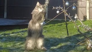 Maine Coons cats: Break the Christmas Tree by Adventures of Luna and Marley 229 views 1 year ago 4 minutes, 39 seconds