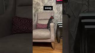 Zaman Geri Aksın #ytdayibenionecikarnolur #kedi #kediler #tekirkedi #beforeandafter