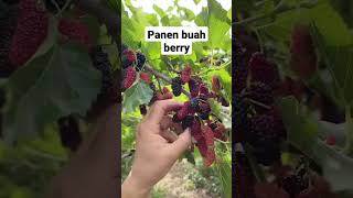 Panen Buah Berry panen buah segar