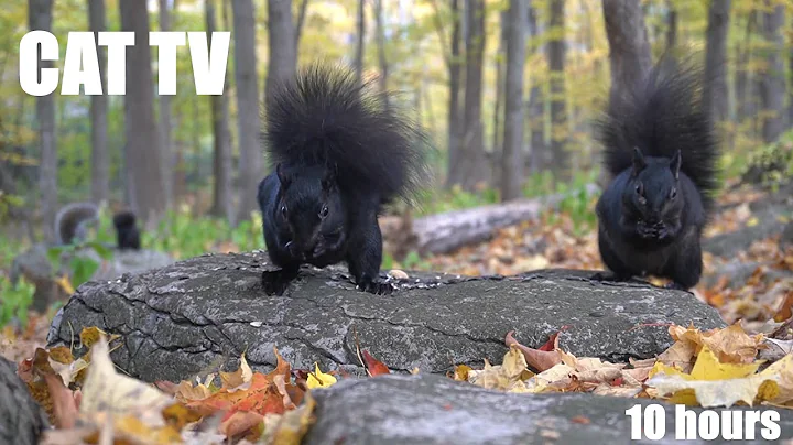 Watch the video about Relaxing Video for Pets and People - 10 hours of Forest Animals in Fall - Cat TV 😺 - Nov 07, 2024