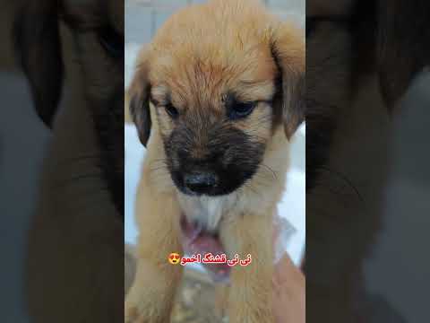 درود دوستان نی نی قشنگ اخمو سگ مهربون