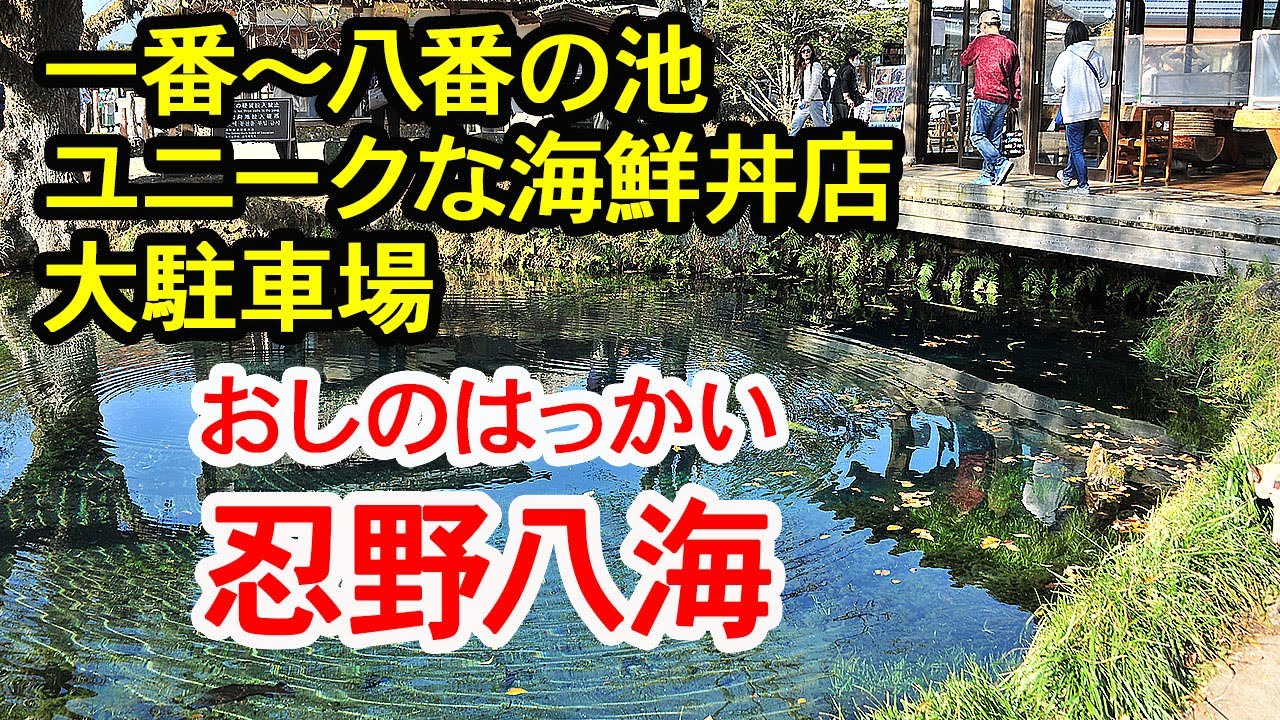 【忍野八海】忍野八海(おしのはっかい)を散策してきました。中心部には人が多いのですが、少し離れた所の池にはほとんど人がいませんでした。2022 ...