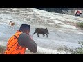 Chasse au sanglier  wild boar hunting domuz avi