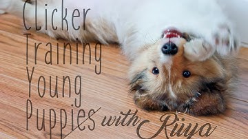 Clicker Training Young Puppies - Feat. Rüya!