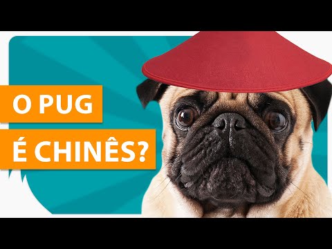 Vídeo: A história dos pugs na China antiga