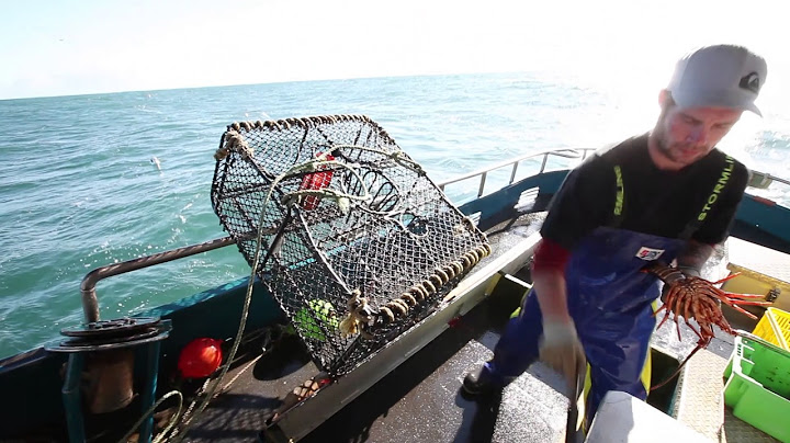 Rock Lobster or Crayfishing in New Zealand