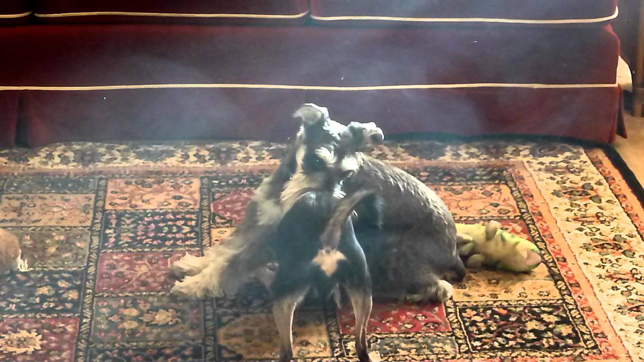 Cute Dogs Playing Ruff - YouTube