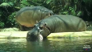 Hippo Nilpferd Zoo Berlin Flusspferd Großflusspferd Zwergflusspferd Zoologischen Garten Berlin Hipo