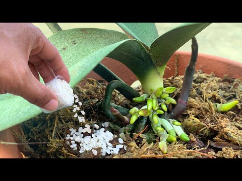 Just give it 1 cap! The dying orchid suddenly sprouted and bloomed miraculously