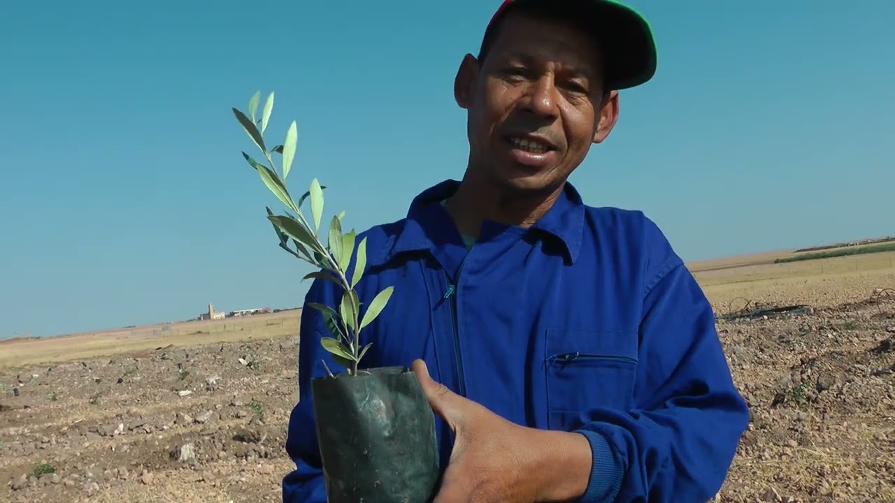 من بنكرير حفر خندق tranchée لتصحيح تسطير traçage و توتيد piquetage لغرس شتلات الاربيكوين