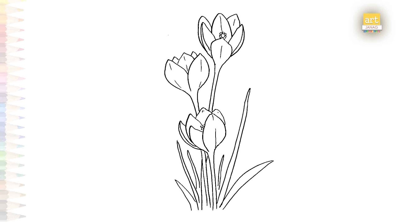 Violet Crocus flowers drawing easy | Flower outline sketches | How to ...