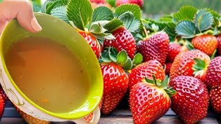 The strongest organic fertilizer for STRAWBERRIES! Pick Big and Sweet Fruits on Bins