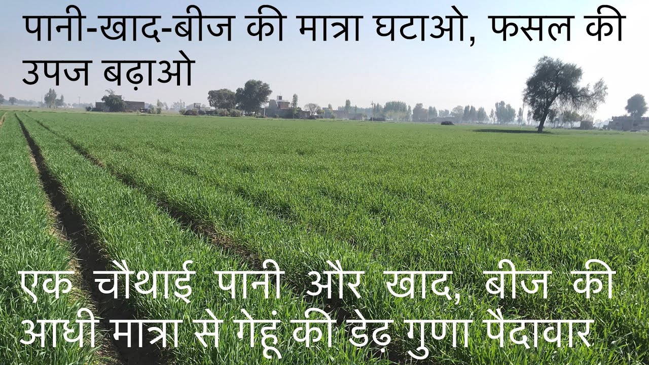 Wheat raised bed farming पानी की 75% बचत, गेहूं की डेढ़ गुणा फसल आधुनिक विधि द्वारा. ਬੈਡਾਂ ਤੇ ਕਣਕ
