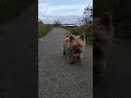 Coastal Walk Charlie DOG