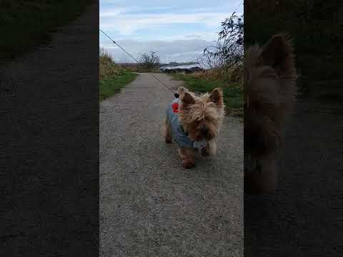 Coastal Walk Charlie DOG