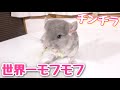 新しい家族!生後1ヶ月のチンチラの赤ちゃん!