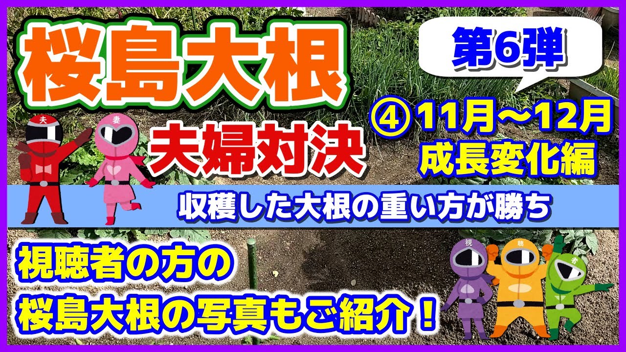 Sakurajima Daikon Couple Showdown] 2025-④ Growth and Changes from