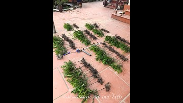 Tùng đen, kít chuột Quảng Ninh  hàng bimbim GIÁ RẺ Zalo 0936808900