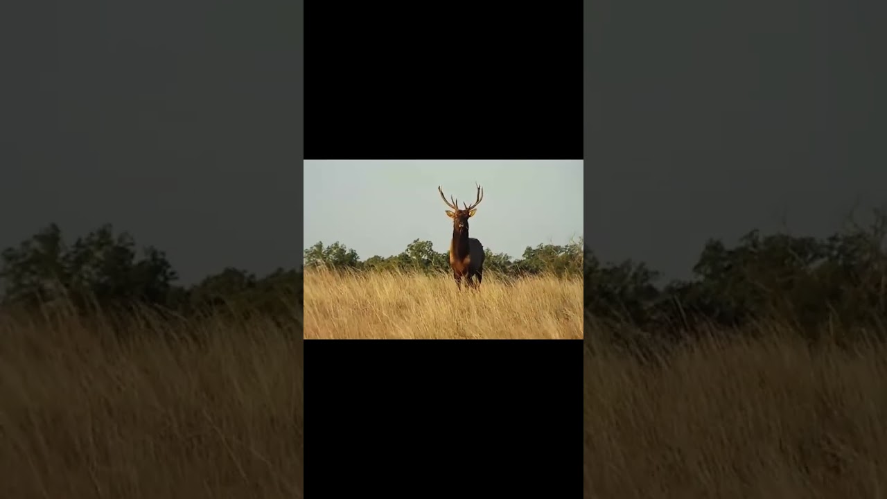 Big Bull Elk Up Close — Part 1 of an Epic Encounter!