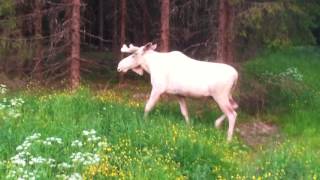 "THE WHITE MOOSE OF SWEDEN".  "VITA ÄLGEN" - "WEISS ELCH".