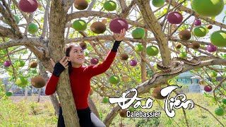 Harvest Calebassier and make calebassier jam to cure cough | Emma Daily Life