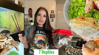 Feeding ALL MY REPTILES | Vlog | Insect Haul