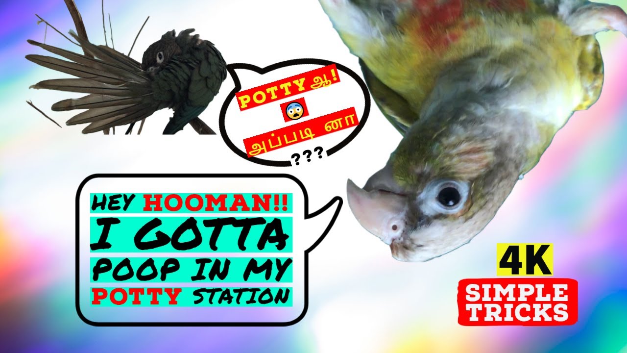How to Potty Train your Parrot🦜 in தமிழ் (2 Simple Tricks) Bird Bath
