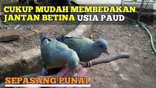 MEMBEDAKAN JANTAN DAN BETINA || BURUNG PUNAI, BURUNG WALIK JENIS GADING