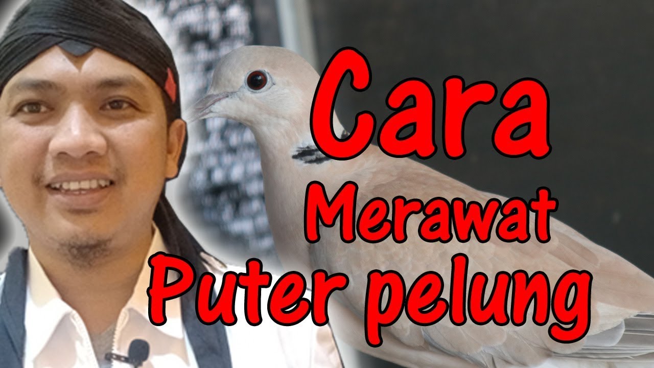 Cara merawat puter pelung harian 