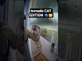 Hilarious AI Tornado Test with a Cat 🌀 | AI HUMOR LAB Shorts