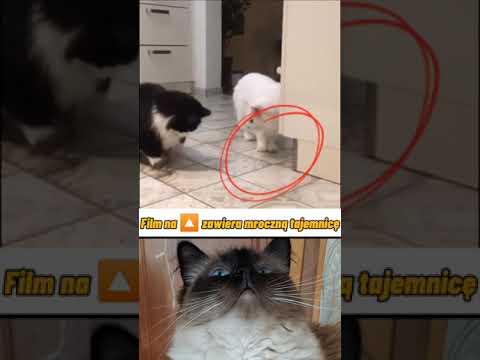 Wideo: Czy Kot Może Zjeść Zatrutą Mysz?
