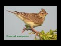 Хохлатый жаворонок (crested lark) 4