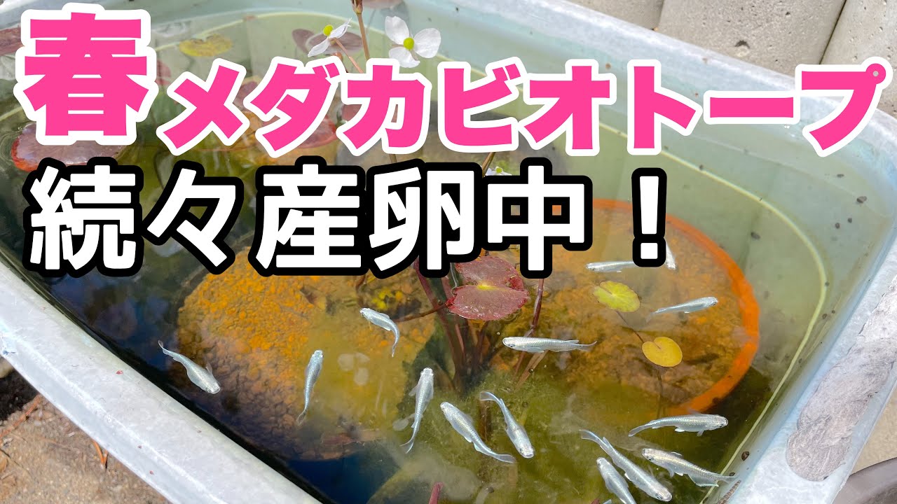 How to care for your medaka biotope in spring! Spawning has
