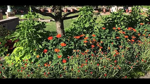 Best of the Best at the 2020 MSU Trial Garden