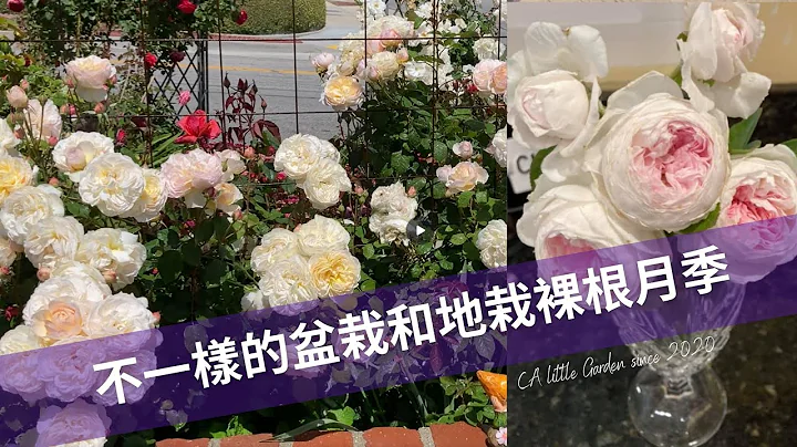 如何同时盆栽，地栽多棵裸根月季苗尘世天使/Earth Angel roses and 巴黎月光/Moonlight in Paris roses - 天天要闻