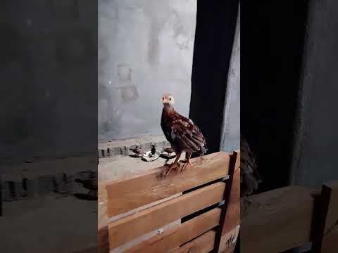 ماشاء الله تبارك الله هذا صقور الدلوع