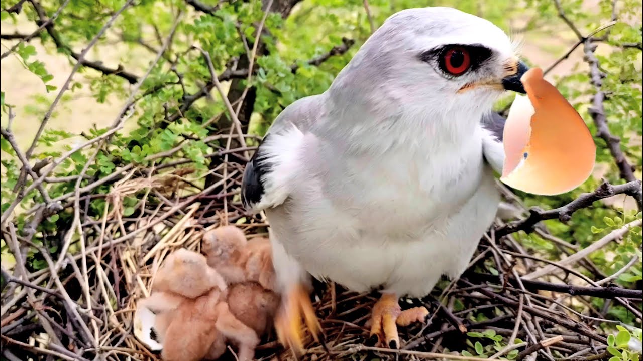 Black winged Mother picked up egg shell from nest to throw it out 