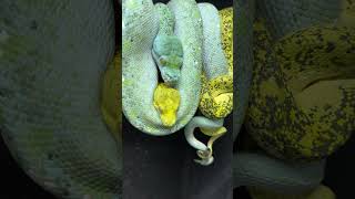 Ultimate green tree python pairing! #reptiles #gtp #chondros