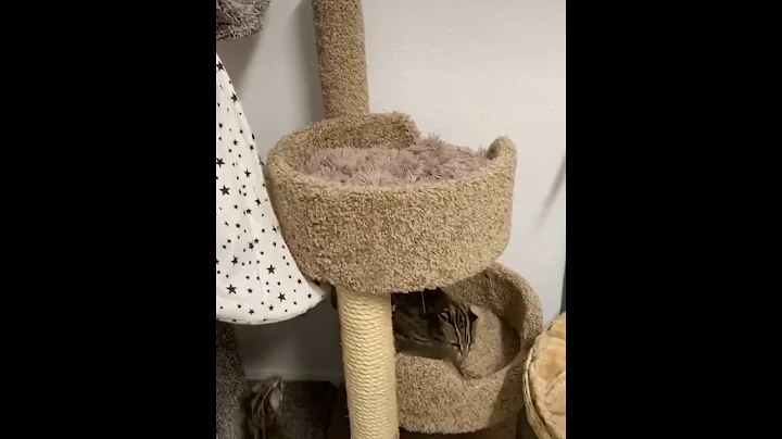 Watch the video about Asian leopard cats playing