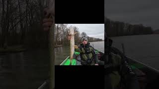 Szczupły na twistera #wędkarstwo #szczupak #catchandrelease #fishing