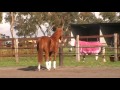 Stunning 2yo wb filly cherry  deniroweltmeyer lines  may 2012 at highfield equestrian centre.