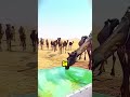 WhatтАЩs Really Inside A CamelтАЩs Hump ЁЯдФ WhatтАЩs Really Inside A CamelтАЩs Hump ЁЯдФ