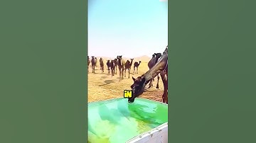 What’s Really Inside a Camel’s Hump 🤔