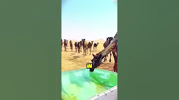 What S Really Inside A Camel S Hump 