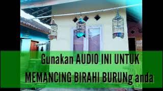 Pancingan Untuk mengembalikan birahi Burung Cucak Kombo Anda di jamin langsung Nyaut