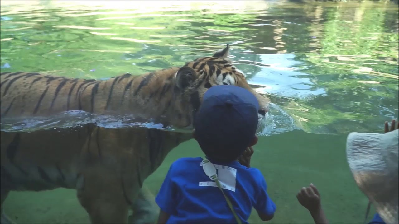 tiger safari sri lanka