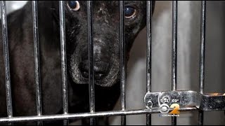 New Video Could Crack Case Of Stolen Paterson Pit Bulls