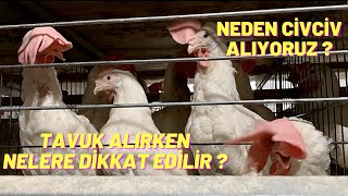 BU VİDEO'YU İZLEMEDEN TAVUK ALMAYIN ! NEDEN YARKA YERİNE CİVCİV ALIYORUZ ?