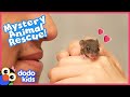 Mystery Baby Grows Up To Be So Cute... And So Sneaky! | Rescued! | Dodo Kids
